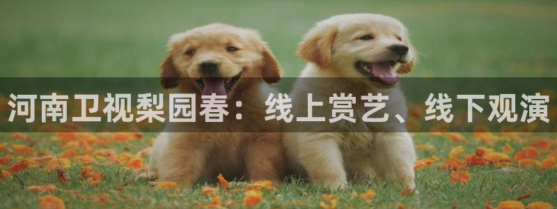 咪咕视频体育直播网页版：河南卫视梨园春：线上赏艺、线下观演